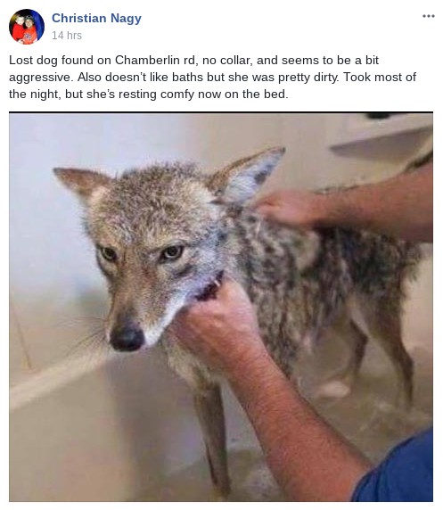 coyote-dog.jpg