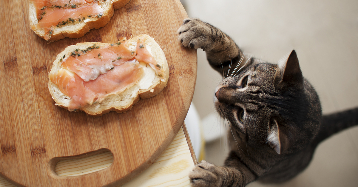 Domestic cat trying to steal fish from sandwich