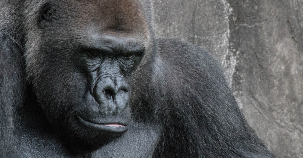 Male gorilla's face