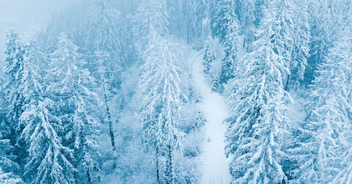 Aerial view of a coniferous forest in winter