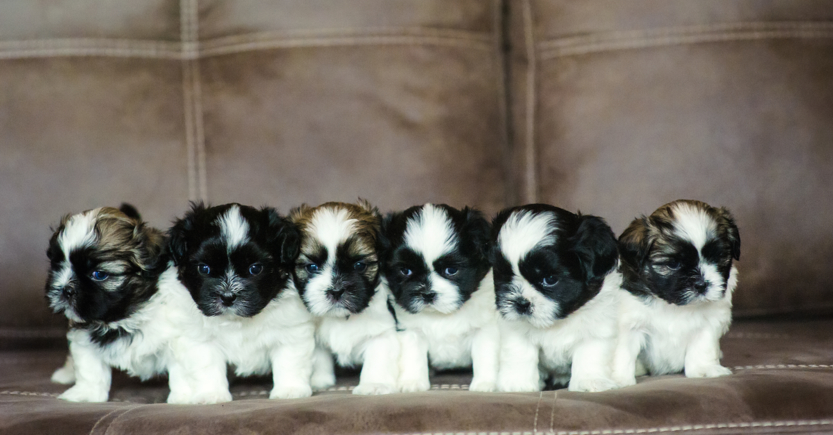 Six puppies side-by-side on a couch