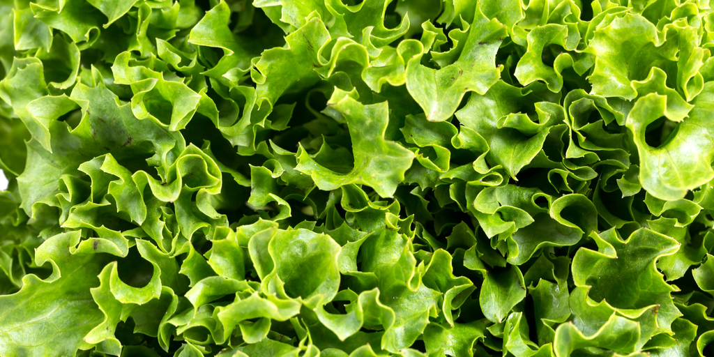 Close-up of romaine lettuce.