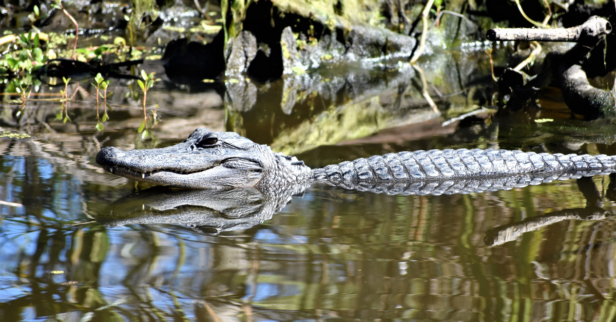 Alligator in Louisiana wetlands.
