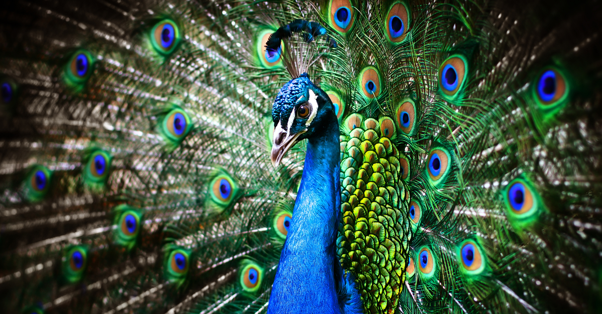 Portrait of a male peacock