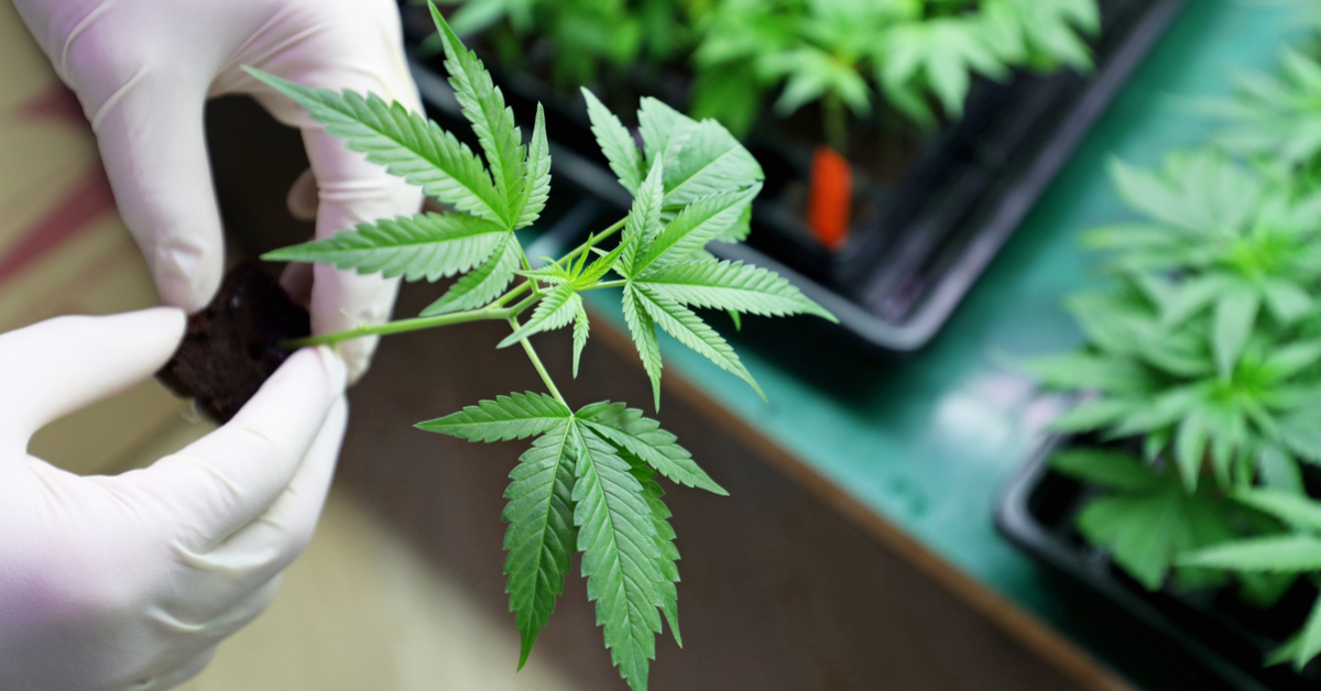 Hand holding marijuana plant growing indoors