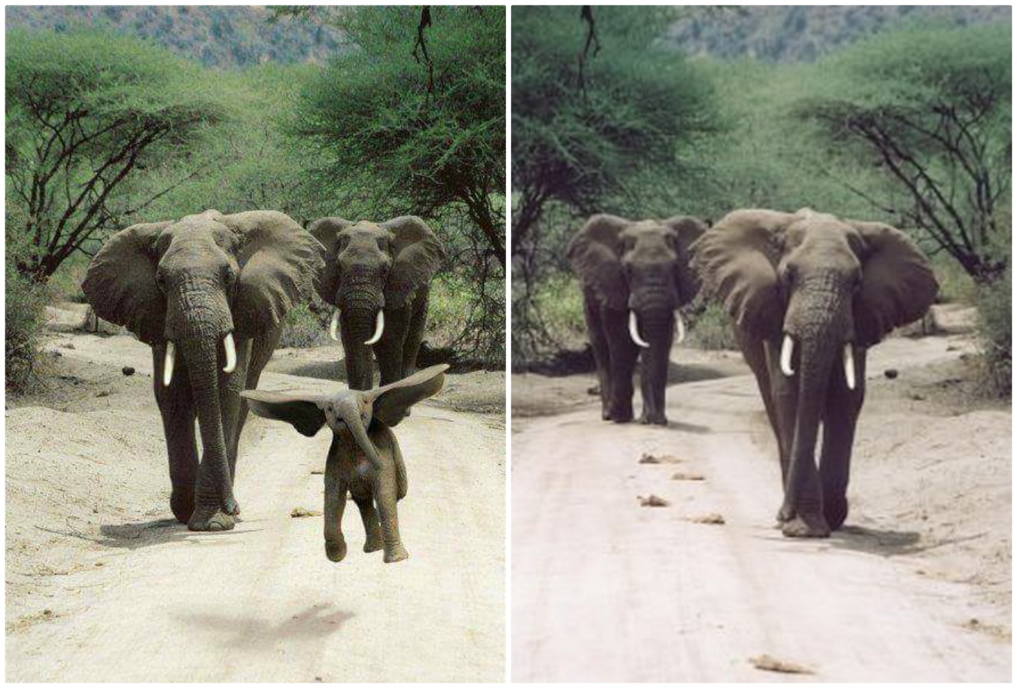 bouncing elephant