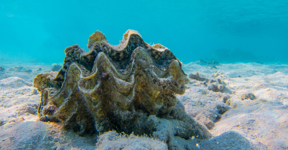 Giant clam.