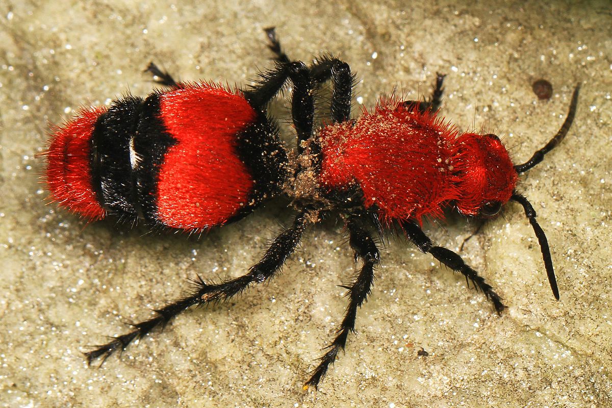 Red velvet ant.