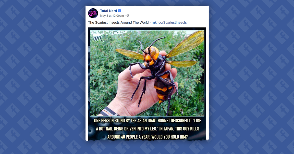Is This an Asian Giant Hornet? Snopes.com
