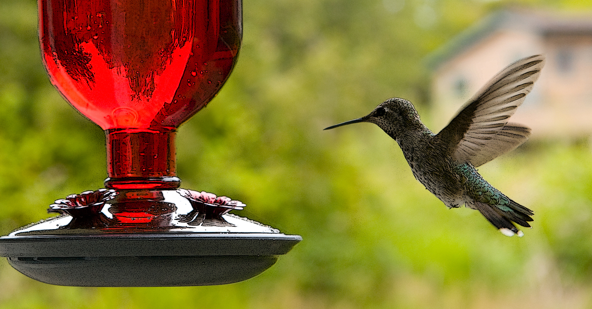 Is Red Dyed Nectar Harmful To Hummingbirds,Miniature Roses Home Depot