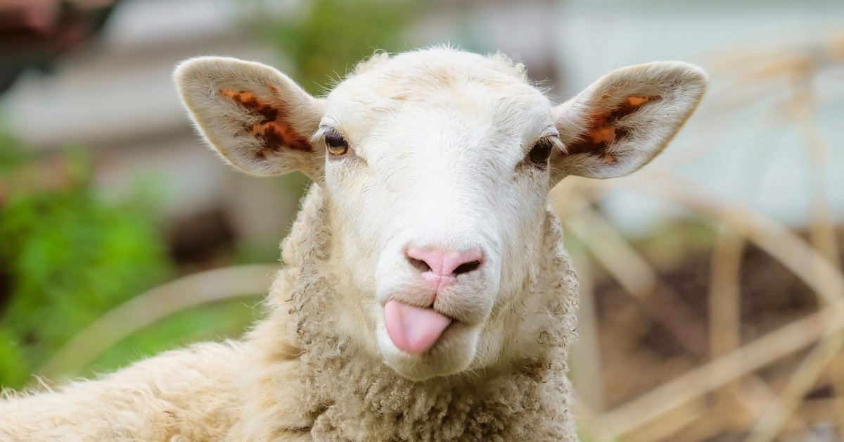 A sheep sticking out its tongue.