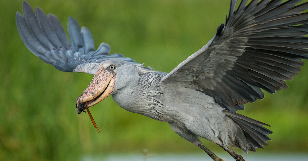 Shoebill stork in flight with a hapless animal hanging out of its terrifying beak.