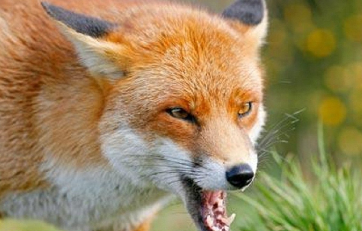 Fox Cub - Taxidermy UK