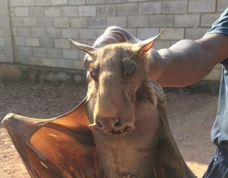Is the Hammerhead Bat a Real Animal? | Snopes.com