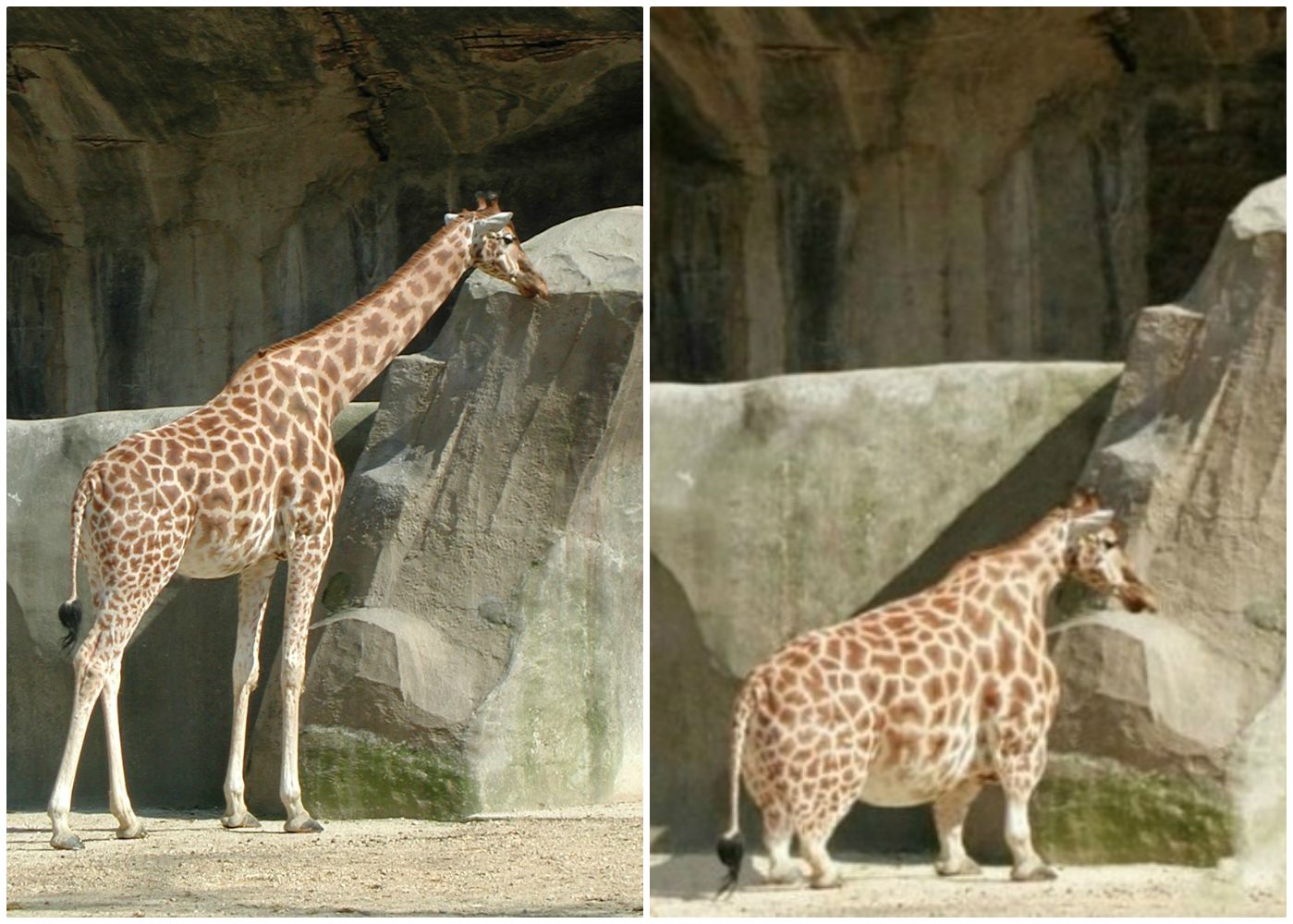 Midget and giraffe