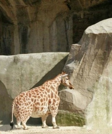 Bildresultat för short giraffe