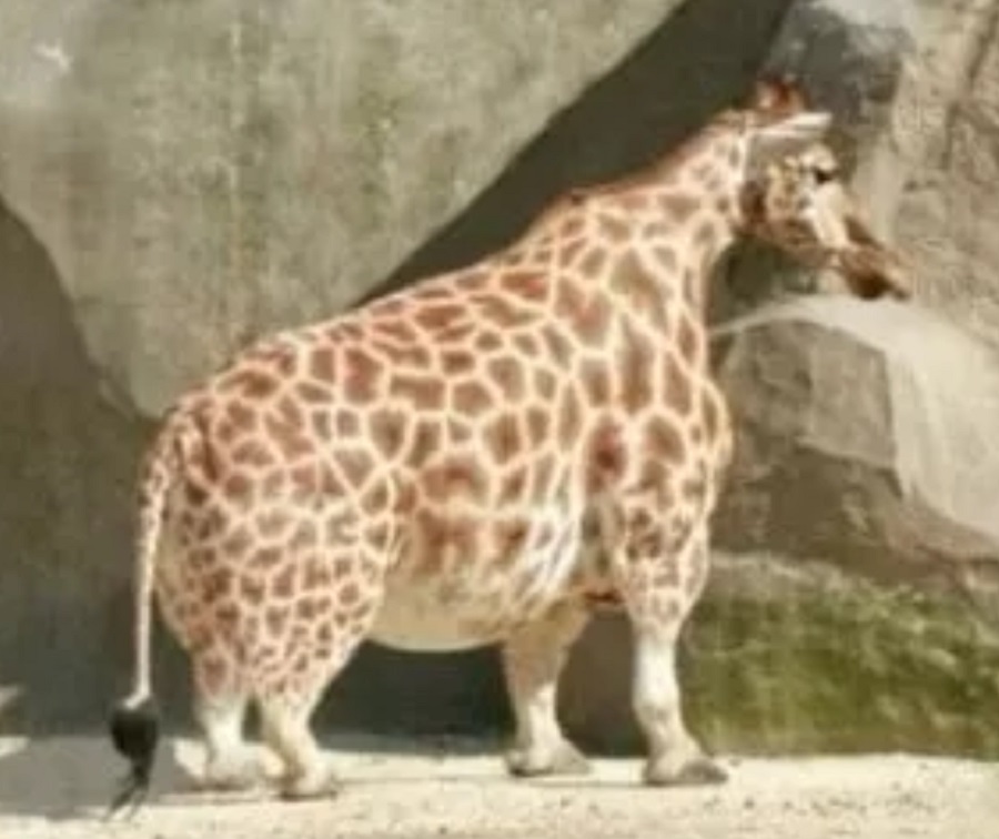 Image result for short giraffe