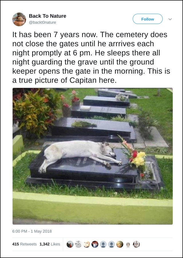 Did This Dog Sleep By His Master S Grave Every Night For 7 Years