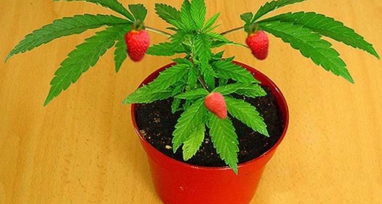 b2ap3_large_strawberry-weed.jpg