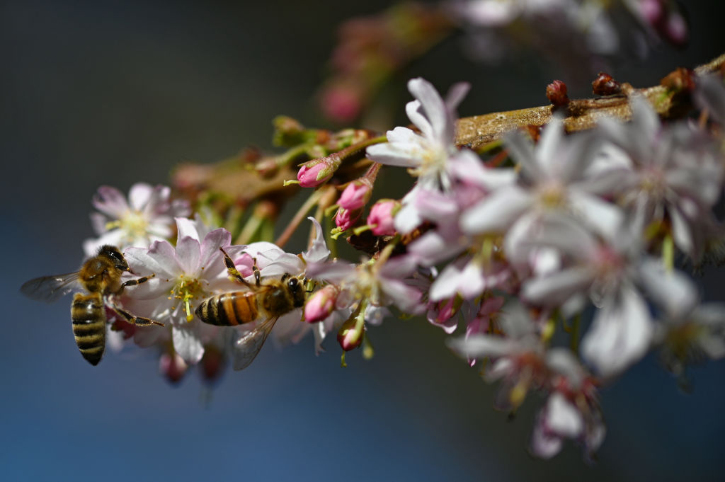 Bees on cherry blossoms