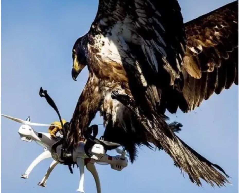 Is This an Eagle Catching a Drone? | Snopes.com