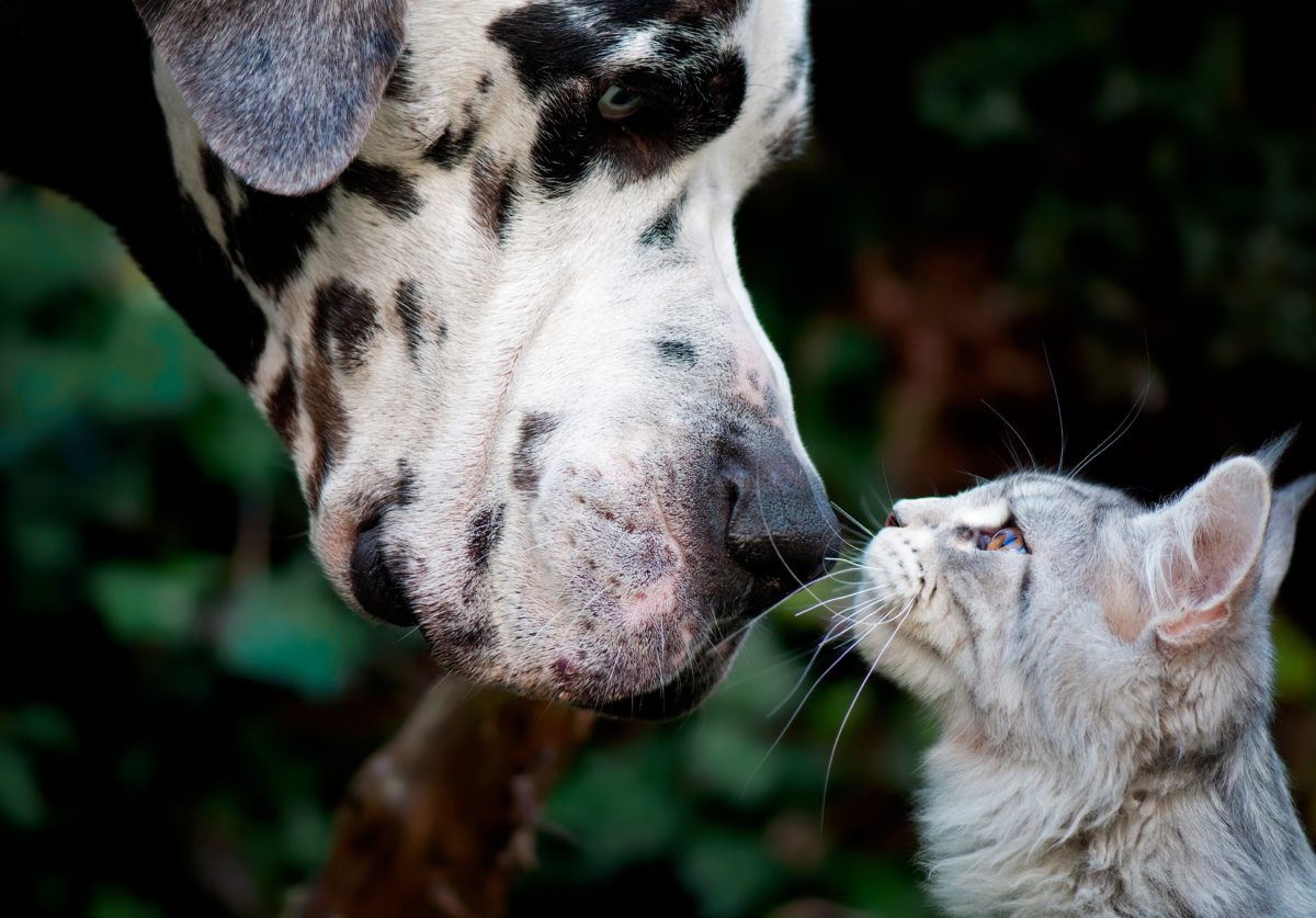 dog cat pets animal shelter