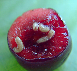 Fly larvae in a cherry.