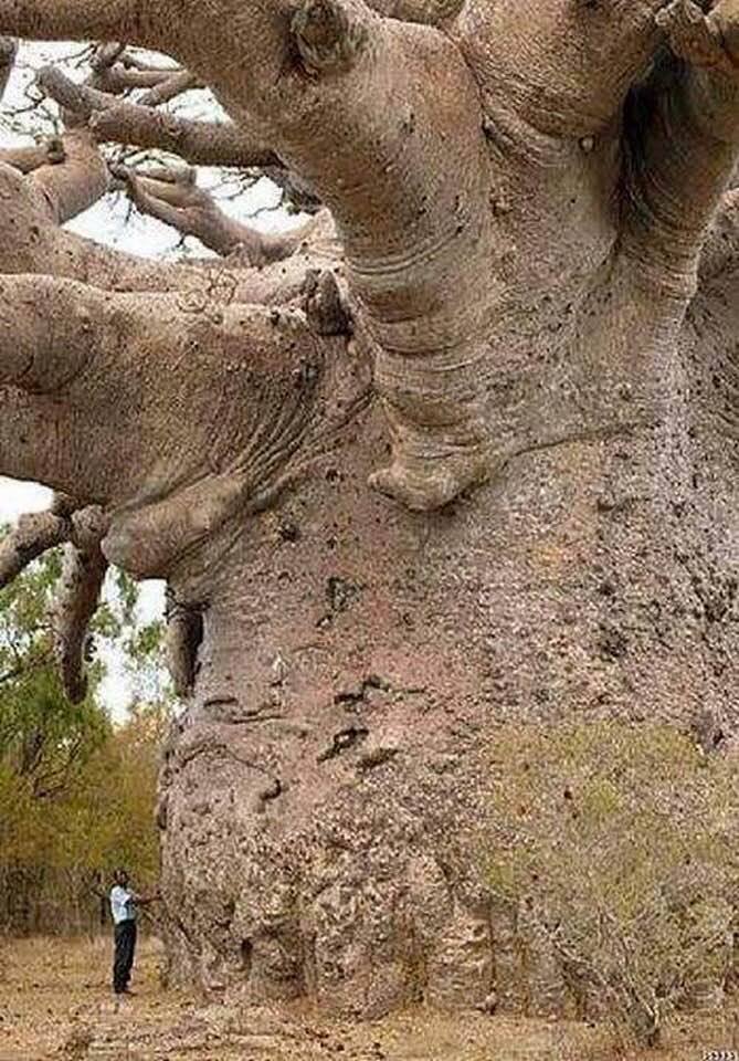 شجرة الباوباب Baobab