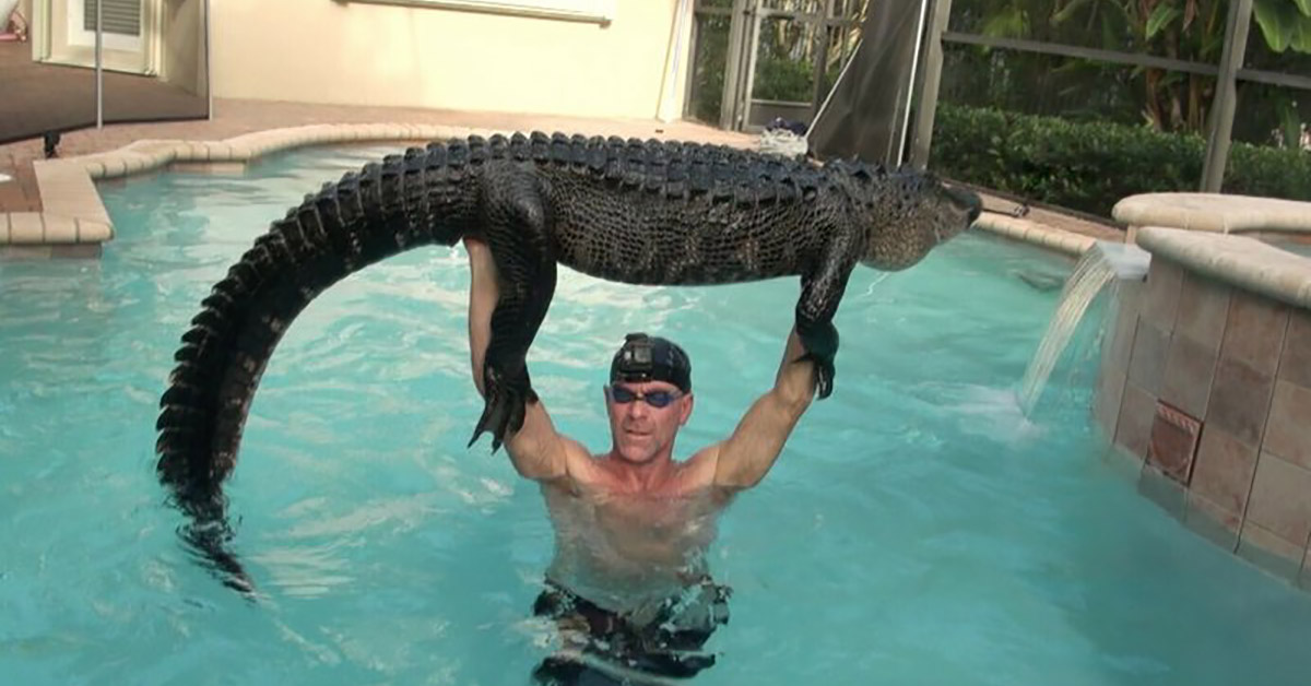 Florida Trapper Plays with ’Gator Until It Tires, Pulls It from Pool