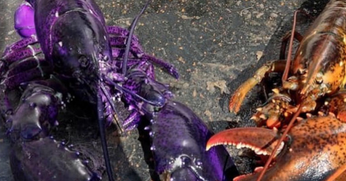 the purple lobster