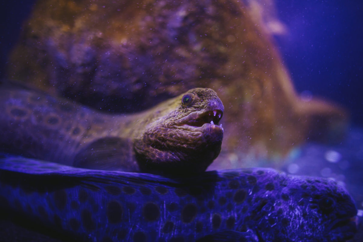 Can Wolf Eel Bite and Poison You After It's Been Decapitated? | Snopes.com