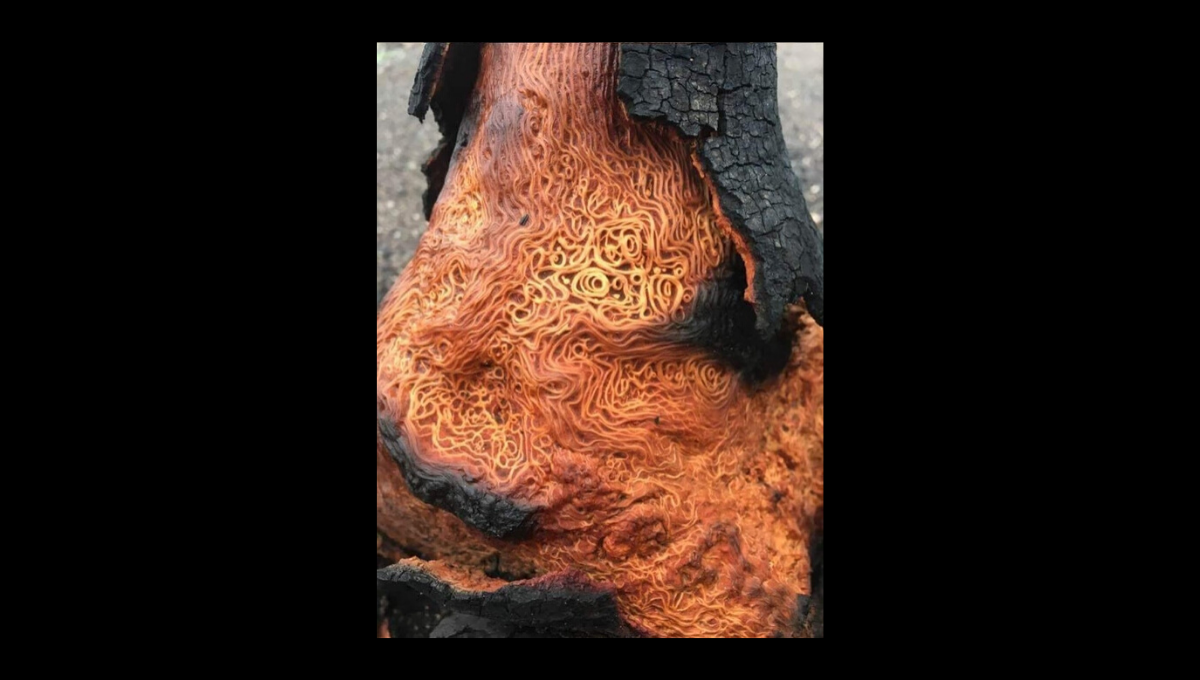 Is This a Burned Tree with Spaghetti-Patterned Wood Inside?