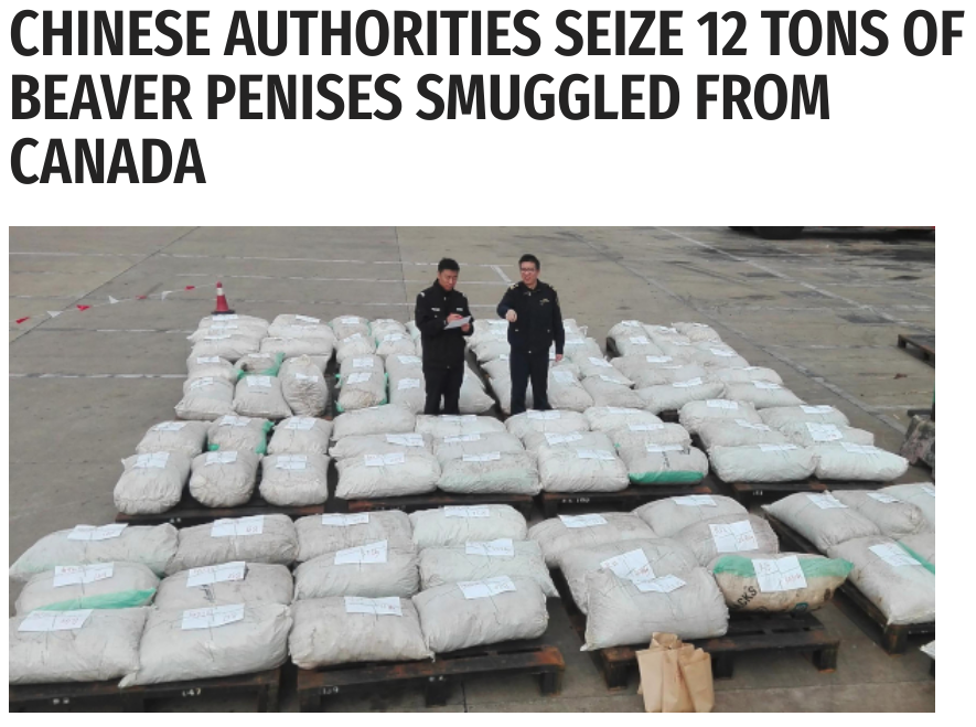 Did Chinese Authorities Seize 12 Tons of Beaver Penises Smuggled in From  Canada? | Snopes.com