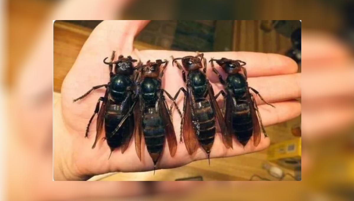 murder hornets asian giant hornet