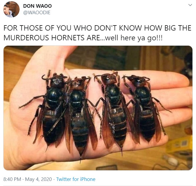 Are 'Murder Hornets' Really This Size?