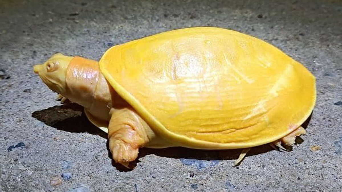 A photo really does show a yellow turle.