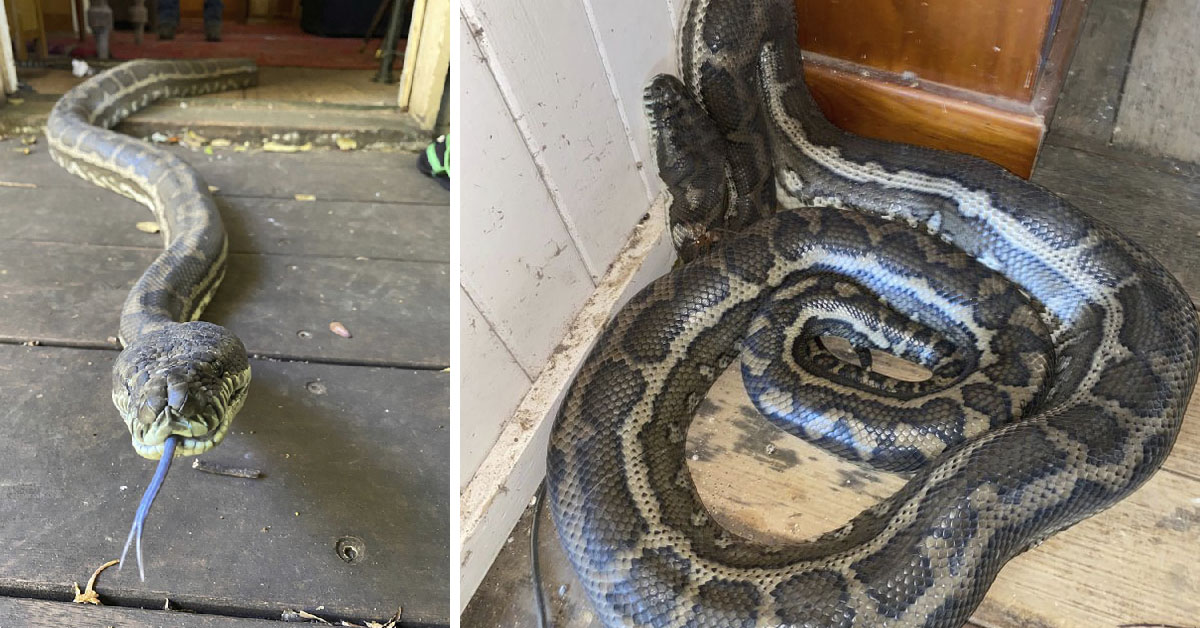 2 Pythons Weighing 100 Pounds Collapse Ceiling in Australia
