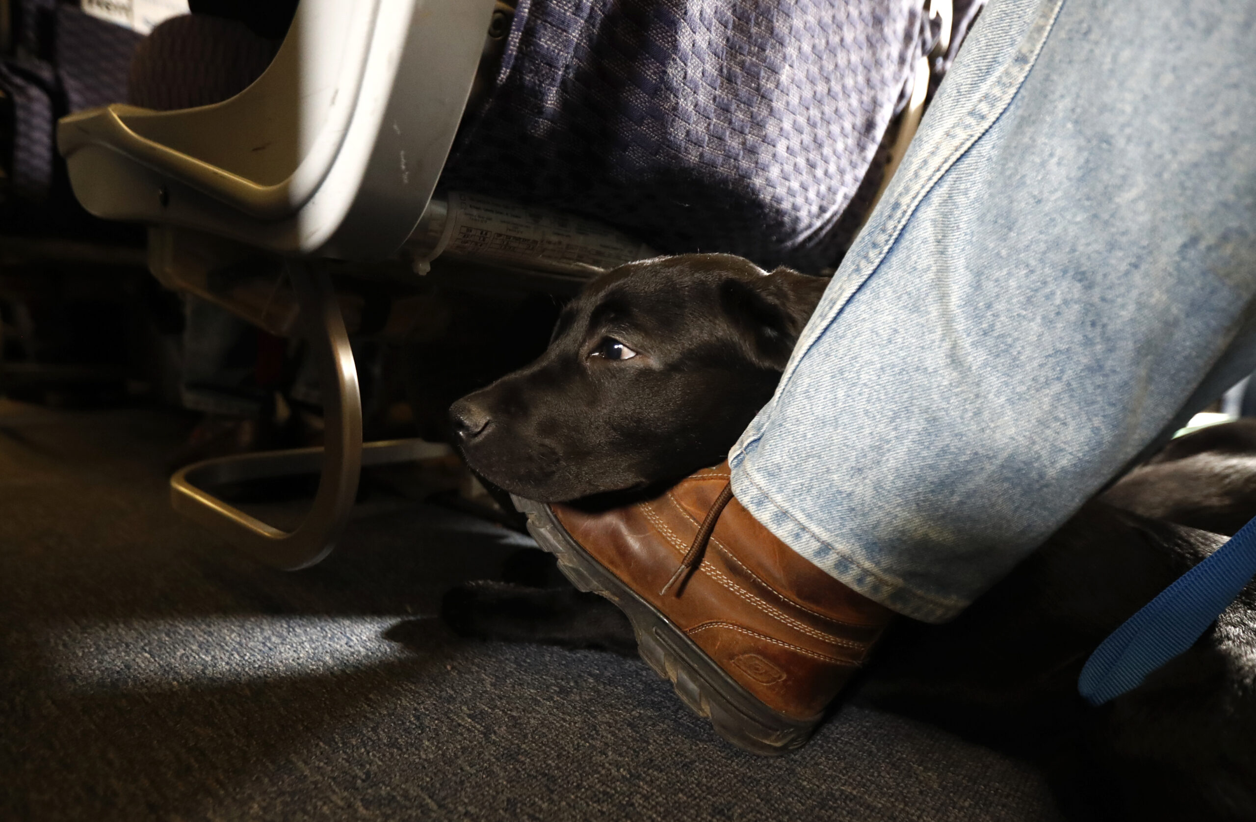 FILE - In this April 1, 2017, file photo, a service dog named Orlando rests on the foot of its trainer, John Reddan, while sitting inside a United Airlines plane at Newark Liberty International Airport during a training exercise in Newark, N.J. The Transportation Department issued a final rule Wednesday, Dec. 2, 2020, covering service animals. The rule says only dogs can qualify, and they have to be specially trained to help a person with disabilities. For years, some travelers have been bringing untrained dogs and all kinds of other animals on board by claiming they need the animal for emotional support.(AP Photo/Julio Cortez, File)