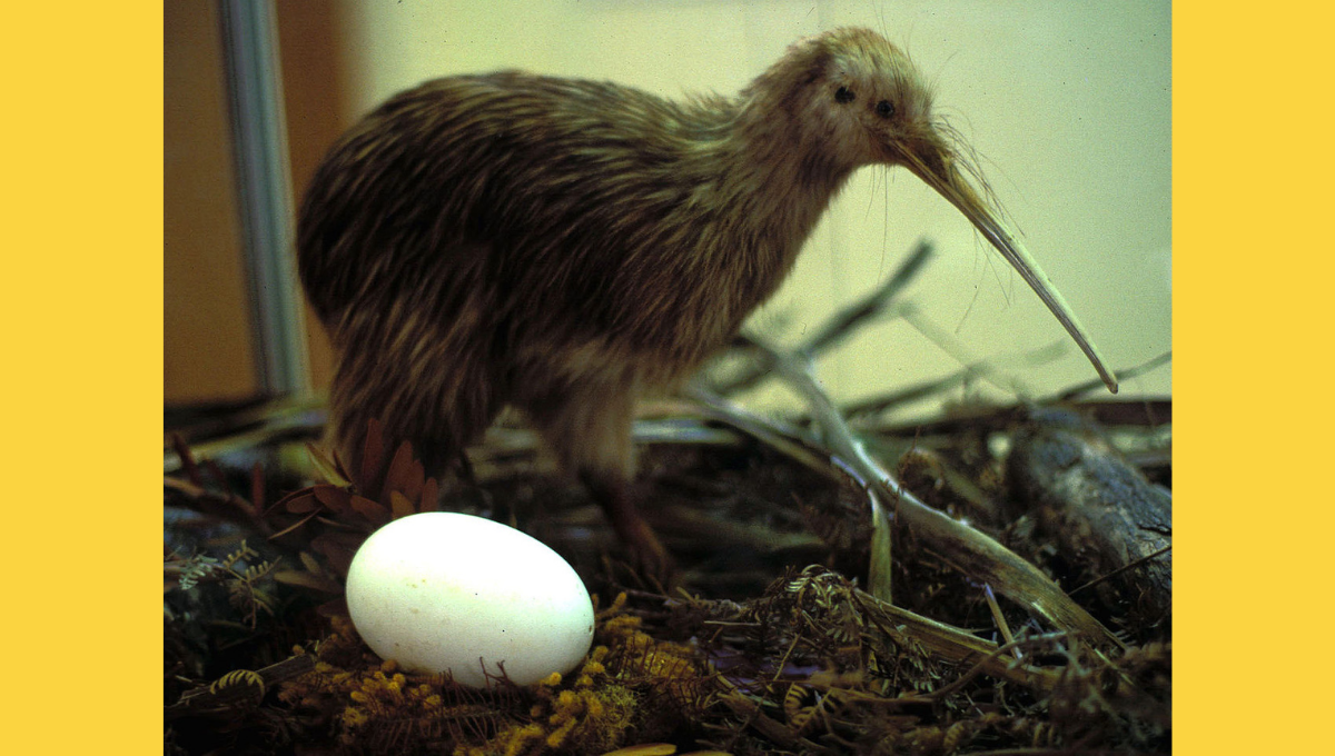 kiwi eggs