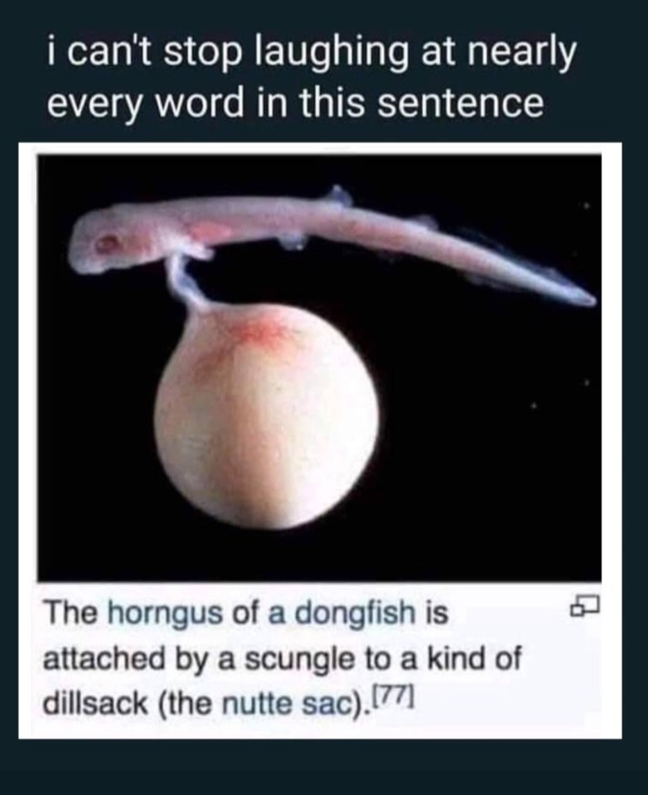 horngus of a dongfish