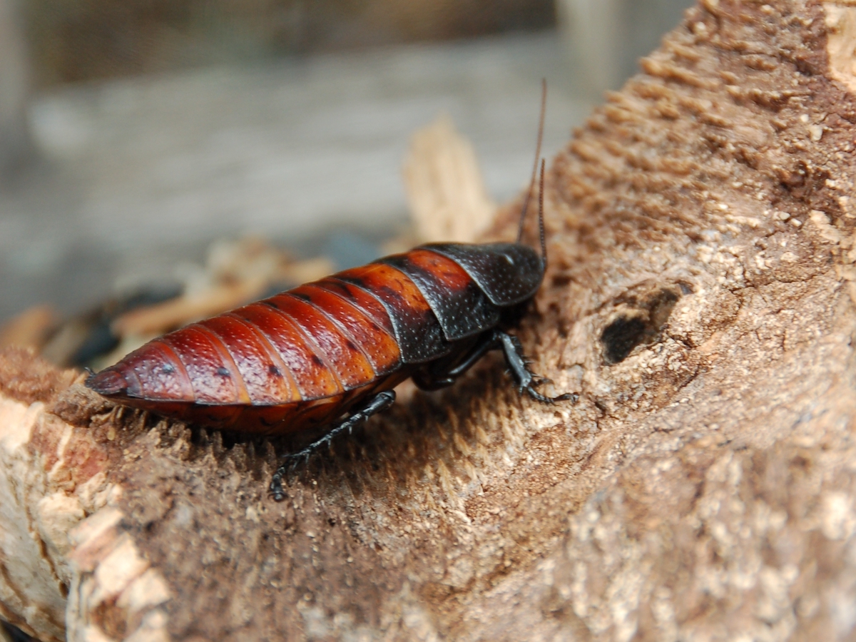 Yes, a Zoo Will Name a Cockroach After Your Ex and Feed It ...