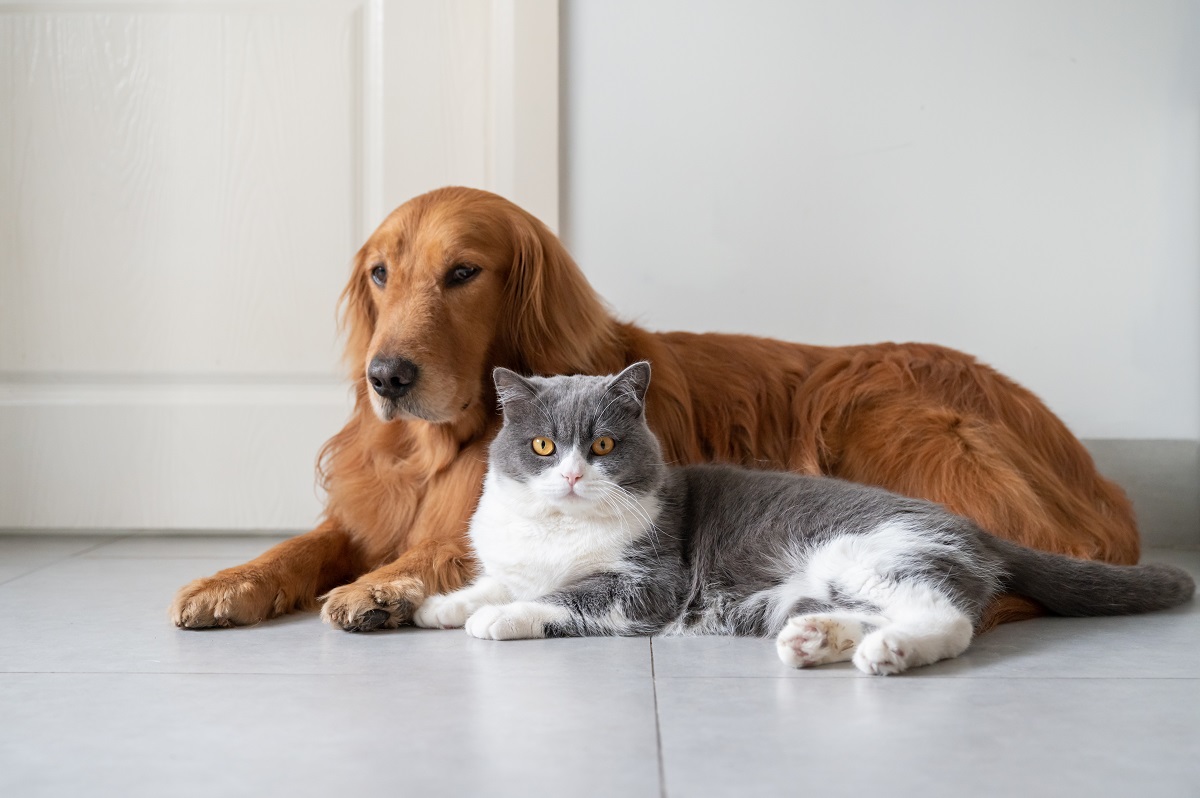 Cats don’t avoid strangers who misbehave with their owners, unlike dogs