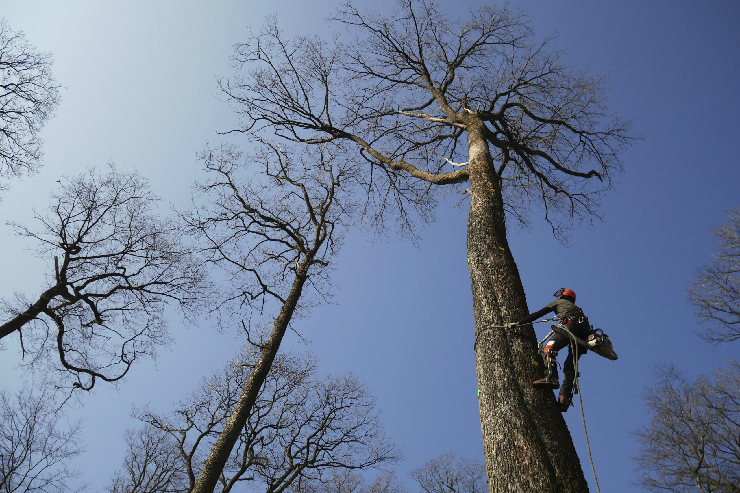 A forest worker climbs an oak in the Forest of Berce in the Loire region, Tuesday, March 9, 2021. In a former royal forest in France, four 200-year-old oaks are being felled for wood to reconstruct Notre Dame cathedral's fallen spire. (AP Photo/Thibault Camus)