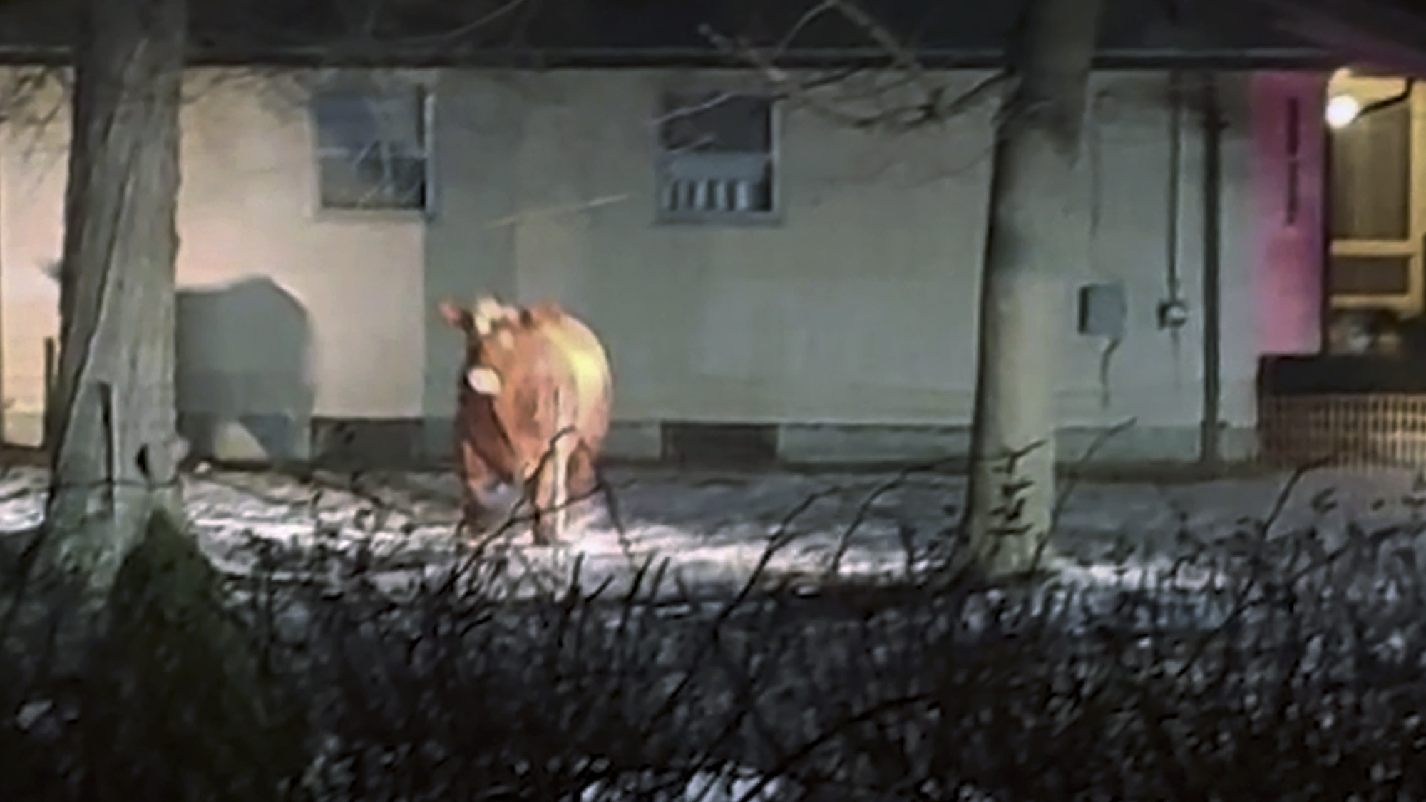 FILE - This Feb. 2021 file photo provided by Adam Seaberg shows a cow that escaped on Feb. 4, in Johnston, R.I., as it was being unloaded at a slaughterhouse. Weeks after escaping, the steer was finally captured unharmed in Johnston by its owner on Friday, March 26, and returned to a Connecticut farm. (Adam Seaberg via AP, File)