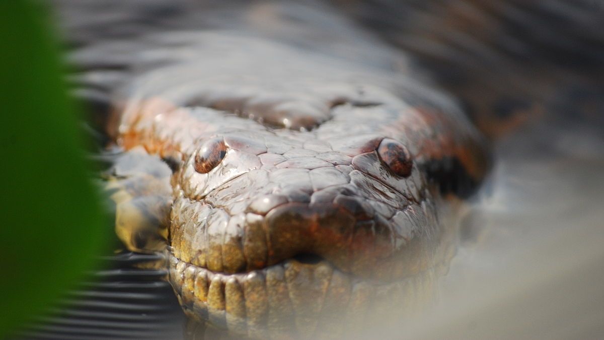 Anaconda, Reptile, Animal