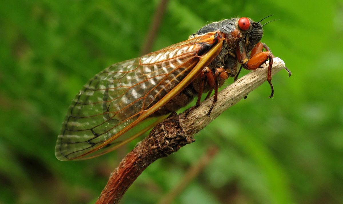 Periodical cicada in Washington D.C.