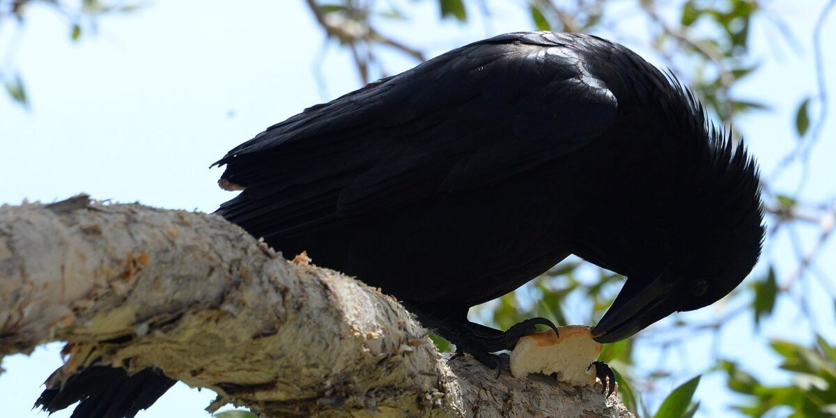 Bird, Animal, Crow