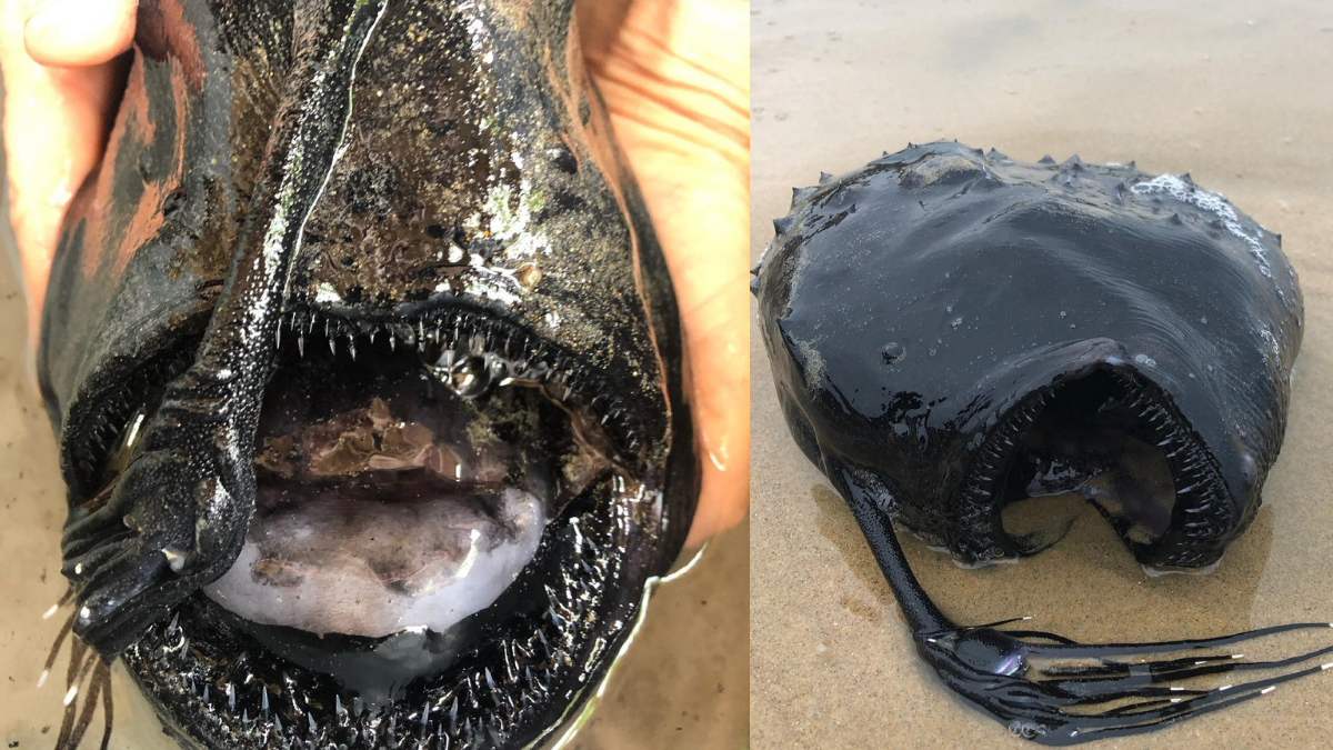 A deep-sea anglerfish was photographed in May 2021 after it washed ashore in southern California.