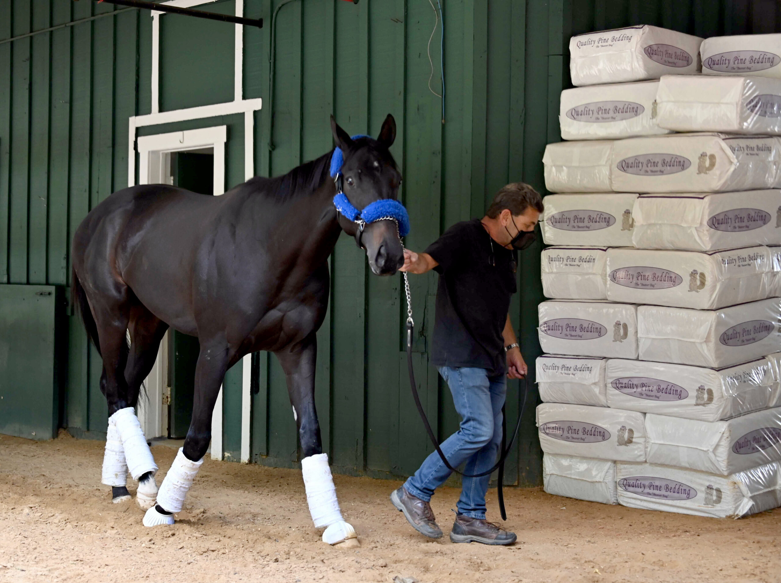 Kentucky Derby winner Medina Spirit walks around the Stakes Barn with assistant trainer Jimmy Barnes after arriving at Pimlico Race Course Monday, May 10, 2021. (Lloyd Fox/The Baltimore Sun via AP)./The Baltimore Sun via AP)