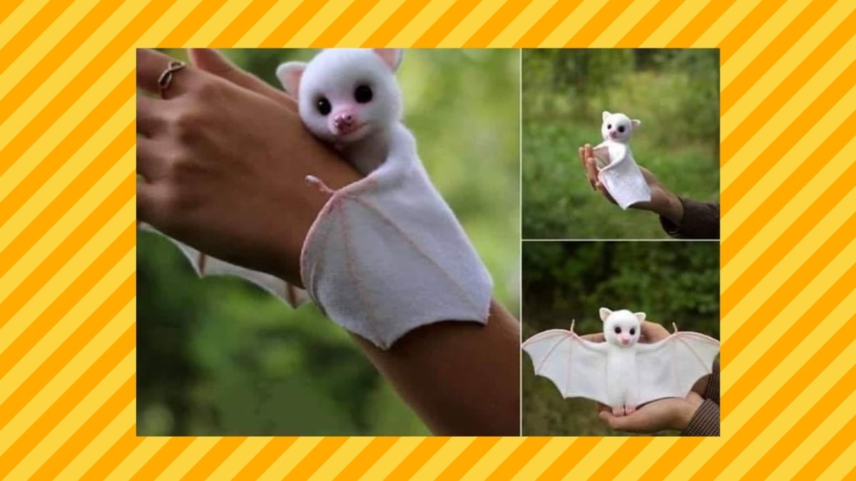 We explored whether this photo was of an albino baby bat.
